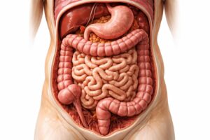 explorez comment la longueur des intestins influence le processus digestif et découvrez son rôle essentiel dans l'absorption des nutriments.