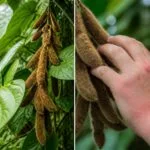 découvrez les dangers potentiels du mucuna pruriens, une plante utilisée en phytothérapie, et les précautions à prendre pour une utilisation sécurisée.